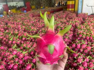 Fruit du dragon à chair blanche du Vietnam de qualité supérieure pour l'exportation Longue durée de stockage de saveur douce de haute qualité - Product Image 2