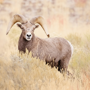 งานฝีมือจากเขาแกะขัดเงา ดีไซน์ศิลปะพื้นบ้านรูปสัตว์ สำหรับตกแต่งบ้านในวันคริสต์มาส ราคาโรงงาน วัสดุออร์แกนิค เป็นมิตรกับสิ่งแวดล้อม - Product Image 6