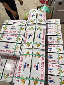 Dragon Fruit Frais Entier Peau Rose Écailles Vertes Qualité Exportation Vente en Gros Prêt à l'emploi - Product Image 3