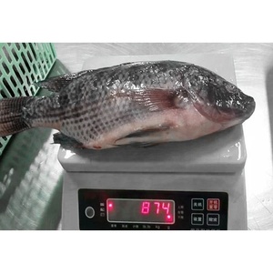 <span class=keywords><strong>Pesce</strong></span> Tilapia Congelato Eviscerato 2,25kg di Taiseng Seafoods - Product Image 1