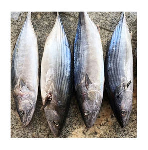 Longe de thon à la listao précuite congelée d'usine - Product Image 6