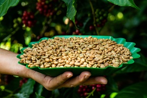 เมล็ดกาแฟเวียดนามอาราบิก้าคุณภาพพรีเมียมสำหรับขายส่ง ขนาด 16 สำหรับผู้ค้าส่งและผู้จัดจำหน่าย แหล่งผลิตจากฟาร์มโดยตรง - Product Image 4