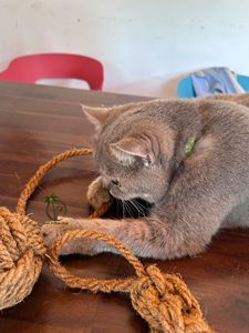 ไหมขัดฟันมะพร้าวสำหรับสุนัข/ของเล่นสัตว์เลี้ยงใยมะพร้าวธรรมชาติ ลูกบอลของเล่นปลอดภัยสำหรับการเคี้ยว ส่งตรงจากโรงงาน - Product Image 3