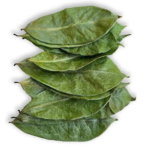 New Arrival 2025 High Quality Organic Tea <b>Hand</b> Picked Fresh Leaves Bulk Fresh and <b>Vacuum</b> Packed for Health Agriculture Product - Product Image 6