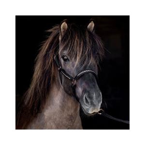 Rub International - Halter en cuir de haute qualité modèle 7860H avec chaîne à fixation thermique, taille et logo personnalisables pour l'équitation - Product Image 3