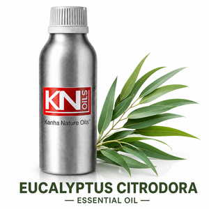 Huile essentielle d'eucalyptus citriodora de qualité supérieure, 100% pure, Corymbia citriodora, certifiée biologique, fabricant en gros, exportateur mondial - Product Image 1