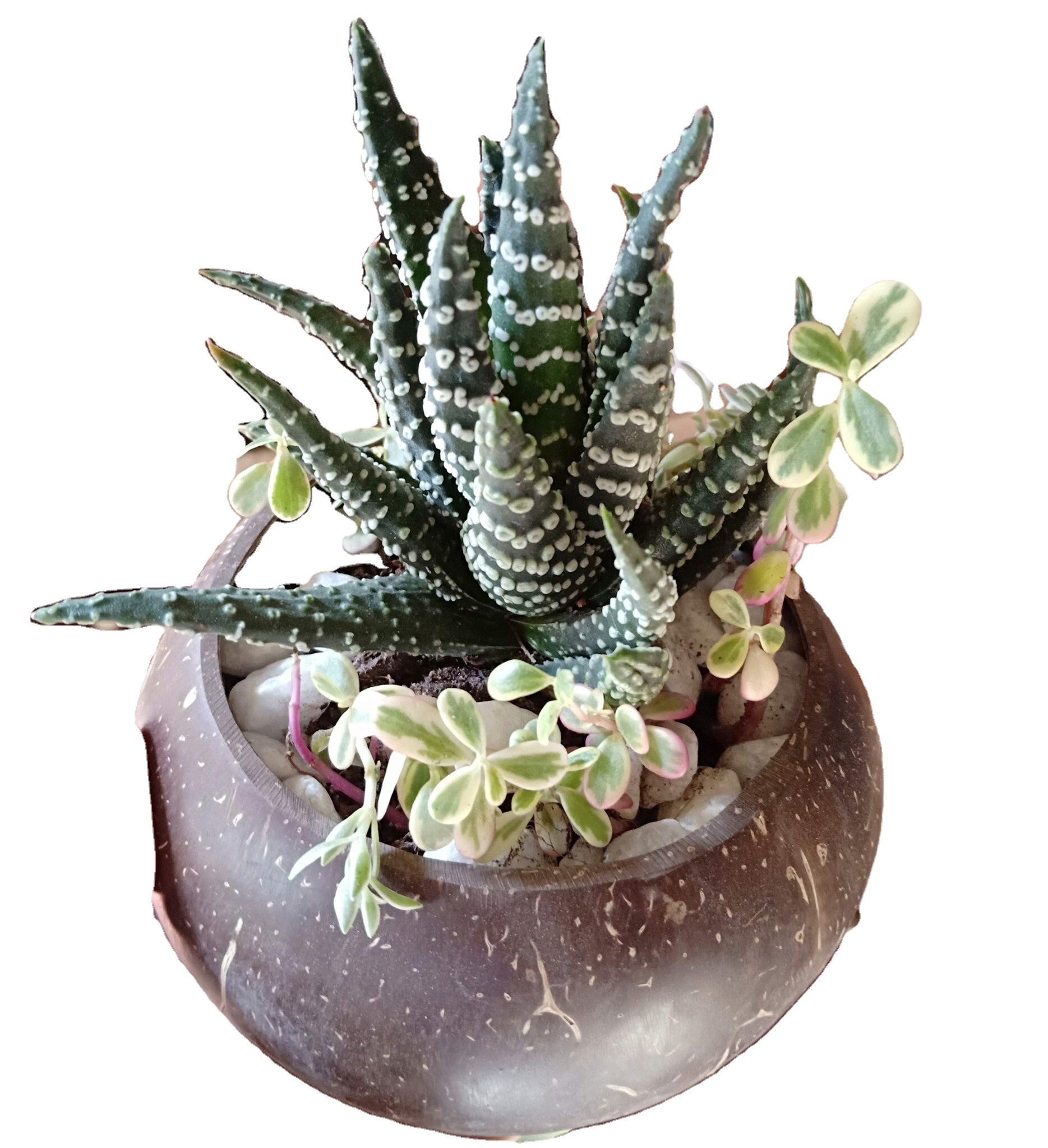 ช็อกโกแลต