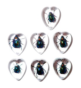 Escarabajo de Hoja Brillante, Espécimen Real, Cabujón de Plástico en Forma de Corazón 17x21 mm, Base Plana Transparente para Manualidades y Joyería - Product Image 1