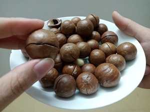 Nueces de Macadamia de Vietnam con y sin Cáscara, Precio Económico, MOQ Bajo |   Calidad de Exportación al por Mayor - Sra. Tarina - Product Image 5