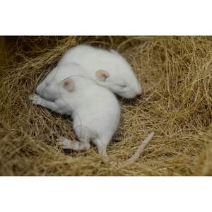 Fibre de coco pour literie pour animaux de compagnie Idéal pour les petits oiseaux Hamsters Lapins Pet-Friendly Premium Quality 100% Natural Organic & Dust Free - Product Image 1