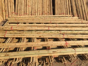 Venta caliente Postes de bambú vietnamitas-Precio barato Postes de bambú crudo para jardinería, decoración y construcción - Product Image 5