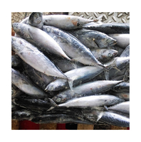 Thon Skipjack Congelé 100% Halal de Haute Qualité, Exportable, Vente en Gros, Frais, Préservé, Emballage en Vrac, Entier, Sous Vide