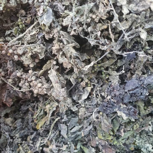 Algues sargasses – Ingrédient alimentaire pour l'alimentation du bétail, de la volaille et de l'aquaculture - Product Image 3