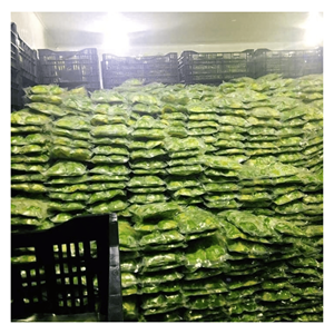 Cubos de Aguacate Congelado IQF Hass, Ingrediente Natural Fresco para Smoothies, Rellenos de Repostería, Coberturas de Postres, Suministro desde Vietnam - Product Image 1