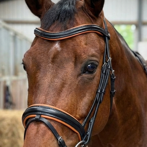 Custom English Equestrian <b>Black</b> Leather & Tan Soft Padded Contrast Anatomic Horse Bridle Tack <b>Harness</b> Set - Product Image 2