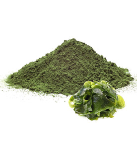 PREMIUM QUALITY IRISH MOSS POWDER | BULK PACKAGING SEA MOSS EXTRACT FOR HEALTH SUPPLEMENTS - Product Image 6