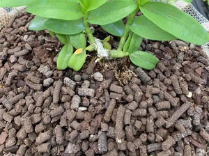 Granulés de fumier de caille riches en nutriments – Faciles à utiliser et peu odorants - Product Image 1