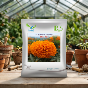 เมล็ดพันธุ์ดอกดาวเรืองไฮบริดสีส้ม Iris IHS-007 F1 ให้ผลผลิตสูง ดอกสดใส ก้านยาว 8-10 ซม. สำหรับดอกไม้สดตัด - Product Image 2
