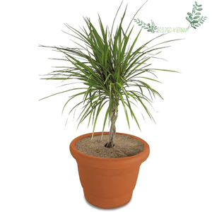 Coconut Coir Fiber Tree Mulch Ring – Natural Coco <b>Liner</b> Mat for Tree & Plant Protection - Product Image 5