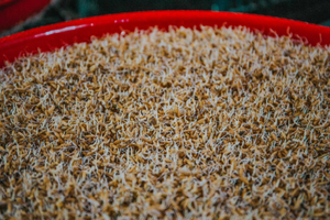 Jarabe de Maltosa de Grado Alimenticio, Ingrediente Alimentario, Edulcorante Industrial, Proveedor a Granel, Vietnam - Product Image 3