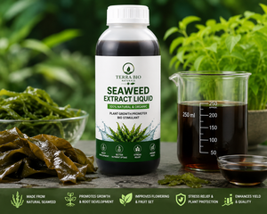 Extrait d'algues O.S. |   Extrait liquide à base de plantes |   Soluble dans l'huile |   Pour les soins de la peau, les soins capillaires et les formulations |   Pack de 1 litre en gros - Product Image 1