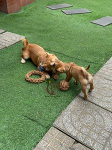 ของเล่นเคี้ยวสำหรับสัตว์เลี้ยงทำจากใยมะพร้าว ปลอดสารพิษ ปลอดภัย จากผู้ผลิตโดยตรง / ของเล่นใยมะพร้าวธรรมชาติคุณภาพสูง ปลอดภัยต่อสัตว์เลี้ยง - Product Image 6