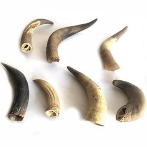 Cuernos de Vaca Naturales Tradicionales, Piezas de Cuerno Curvadas sin Acabado para Artesanías, Proyectos Decorativos de Tallado y Manualidades - Product Image 2