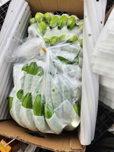 Plátanos Frescos al Mejor Precio, Opción al por Mayor, Fruta de Plantación Tropical para Importar desde Vietnam por 99 Gold Data - Product Image 2