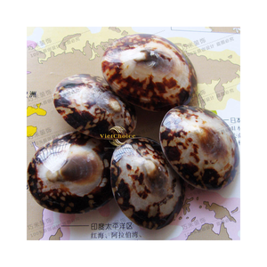 Vietchoice Decoración y Regalos: Conchas de Limpet Pulidas a Granel, Precio de Impacto, Personalizables, 100% Naturales, Ecológicas, Hechas en Vietnam - Product Image 6