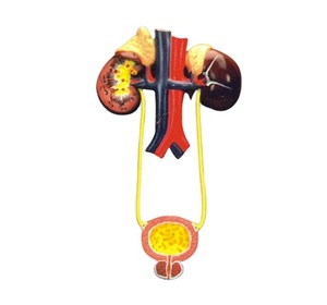 Modelo de Sistema Urinario humano que muestra detalles completos representados en muchos colores para Laboratorio de Biología para fines de enseñanza - Product Image 1