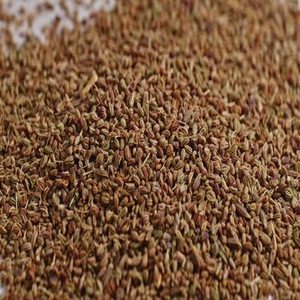 Semillas de Carom Indio de Nueva Cosecha con Calidad Aromática Tradicional para Compradores Mayoristas y Proveedores Comerciales de Ingredientes Alimenticios - Product Image 4