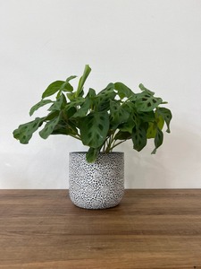 Maceta de cerámica con diseño floral, color blanco, perfecta para decoración de suelo de sala de estar, exhibición de plantas de interior y como regalo, procedente de la India. - Product Image 4