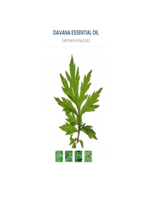 Huile Essentielle Pure de Davana, Parfum Frais et Doux, Produit Naturel de Bien-être avec Puissants Bienfaits d'Aromathérapie pour la Peau et l'Équilibre de l'Humeur - Product Image 6