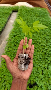 Bloc de démarrage pour semis en fibre de coco premium, disque de culture biodégradable compressé à haute rétention d'eau, engrais agricole - Product Image 5