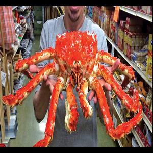 Prix Réduit : Crabe Royal Vivant, Crabe Royal Rouge Norvégien, Pattes de Crabe Royal Congelées / Grappes de Crabe des Neiges en Gros à Prix Abordable - Product Image 2