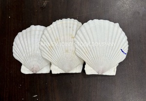 Conchas Marinas Naturales Ecológicas Pulimentadas de Estilo Folclórico, Colección de Conchas Blancas y Amarillas para Manualidades, Decoración del Hogar, Bodas y Fiestas - Product Image 2