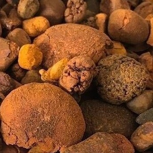Cálculos biliares de vaca y bezoar - Product Image 1