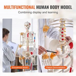 Modelo de Esqueleto Humano de PVC de Tamaño Real (71.65 Pulgadas) para Anatomía, con Brazos y Piernas Móviles, para Uso Escolar - Product Image 6