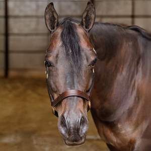 Cabestro de Cuero Suave para Caballo, Ajustable, Cómodo, Hecho a Mano, para Uso en Establos y Exposiciones - Product Image 4