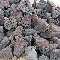 Mini gousses de Lotus pour Aquarium Terrarium crevettes poisson amphibien Reptile Habitat artisanat fournitures bol remplissage Arrangements floraux