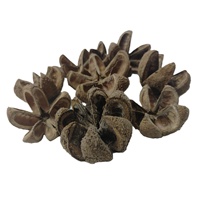 Coque de fleur botanique Kartoos, matériau végétal naturel séché, écologique, pour pot-pourri et décoration pour toutes les occasions