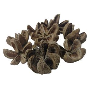 Vaina de Flor Botánica Kartoos, Material Vegetal Seco Natural, Vaina de Flor Ecológica para Potpourri y Decoración en Toda Ocasión - Product Image 2