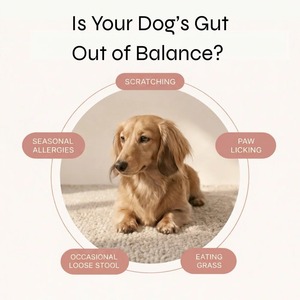 Friandises probiotiques pour chiens et chats : Soutien digestif, immunitaire et intestinal, pour une peau et un pelage sains et une digestion rapide. - Product Image 3