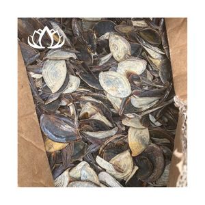 Coquilles d'opercule de Murex séchées de qualité supérieure pour brûlage parfumé et applications rituelles – Collectées soigneusement, en vrac, prêtes à l'emploi 2026 - Product Image 1