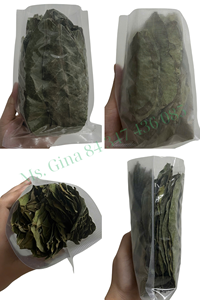 Flash Sale Organic Soursop Leaves | 100% Pure | Limited Stock for This Month - Product Image 4