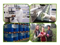 Huile essentielle Hinoki pure en vrac huile de cyprès japonais distillée à la vapeur pour l'approvisionnement en gros