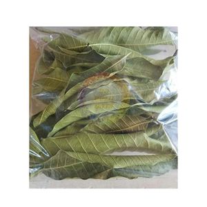 Hojas de Mango Secas de Primera Calidad, Bolsa a Granel, Té de Hojas Sueltas, Proveedor de Vietnam, 100% Origen Vietnamita, Empaque Personalizado, Venta al Por Mayor - Product Image 1