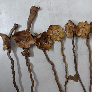 Material Botánico Natural Exótico, Varillas de Coco para Decoración de Bodas, Manualidades, Relleno de Acuarios - Product Image 3