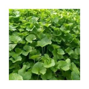 ELDERLY FAVORITE DRIED PENNY WORT <b>TEA</b> HERBS VIETNAM BEST SELLING SLIM AND SKIN BOOST CENTELLA ASIATICA LEAVES WHOLESALE GLOBALLY - Product Image 6