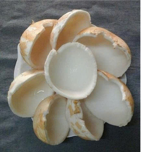 Iqf เนื้อมะพร้าวแช่แข็งเนื้อมะพร้าวธรรมชาติผลิตจากโรงงานในเวียดนาม - Product Image 6